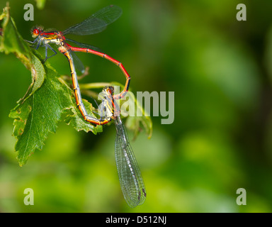 Large Red Damselfly  mating forming a heart shape resting on a leaf Stock Photo