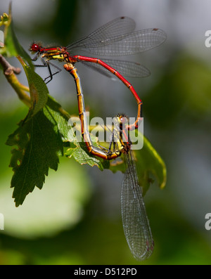 Pyrrhosoma nymphula, Large Red Damselfly  mating forming a heart shape resting on a leaf Stock Photo
