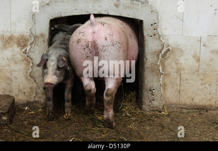 Resplendent village, Germany, Biofleischproduktion, pigs meet in the barn entrance Stock Photo