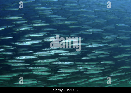 Large school of mexican barracuda, Sphyraena ensis near Los Cabos Baja California Sea of Cortez Mexico Stock Photo