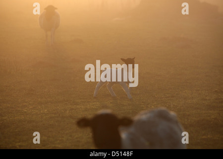 New Kätwin, Germany, young Dorperschaf runs bleating over a meadow Stock Photo