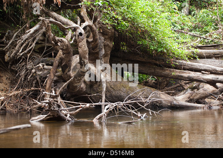 River Rupununi. Karanambu. North Rupununi. Eroded trees and roots provide cover and habitat Giant Otters Pteronura brasiliensis. Stock Photo