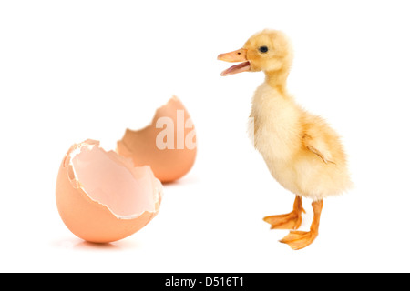 small chicken isolated on white Stock Photo