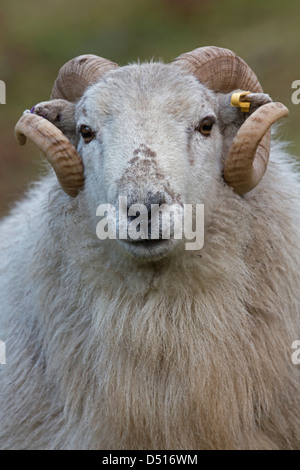 Welsh mountain sheep, ram, Wales, United Kingdom Stock Photo