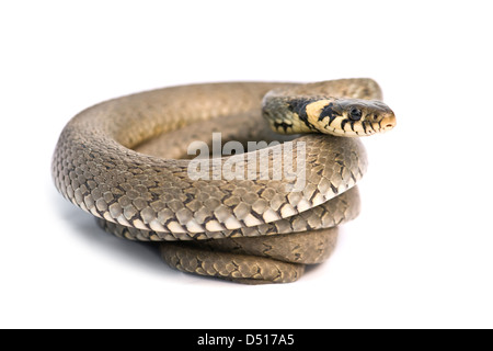 snake isolated on white background Stock Photo