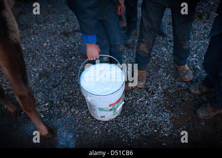 Dec 05, 2012 - Bergholz, Ohio, U.S. - Fresh milk from a cow at the Mullet farmhouse outside Bergholz, Ohio. (Credit Image: © Michael Francis McElroy/ZUMAPRESS.com) Stock Photo