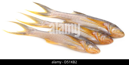 Topse fish of Indian subcontinent Stock Photo - Alamy