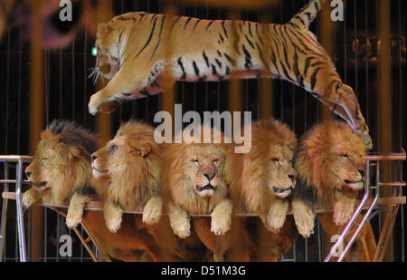 circus - lion jumping Stock Photo - Alamy