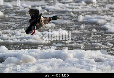 A duck flies over ice floes on the Elbe River in Hamburg, Germany, 26 December 2010. Sunny weather on Boxing Day drew many people out into the fresh air. Photo: Malte Christians Stock Photo