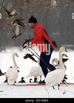 A skier makes his way through ducks and swans on Maschsee Lake in Hannover, Germany, 27 December 2010. Sinking temperatures are forecast for the next few days. Photo: PETER STEFFEN Stock Photo