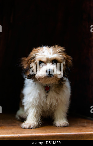 Bichon Frise Mix With Cavalier King Charles Spaniel