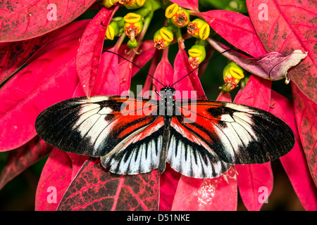 Heliconius comprises a colorful and widespread genus of brush-footed butterfly commonly known as the longwings or heliconians Stock Photo