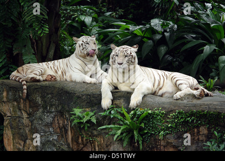 Two white tigers laying down in Singapore Zoo Stock Photo