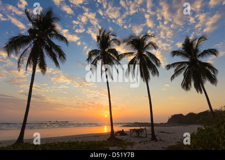 Palm trees at sunset on Playa Guiones surf beach, Nosara, Nicoya Penninsula, Guanacaste Province, Costa Rica Stock Photo