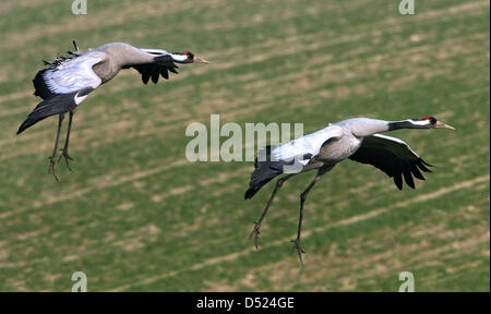 (FILE) A file picture dated 25 February 2007 of two cranes near Prohn, Germany. Crane researchers report on 15 October 2010 a plus of breeding cranes in Germany of five to six per cent. Photo: STEFAN SAUER Stock Photo