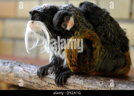 Four-year-old Emperor Tamarin Fritz carries its newborn twins in its enclosure in the zoo of Hanover, Germany, 28 October 2010. Male Emperor Tamarin Fritz carries the offspring only when its hungry and transports them to their mother Luise. Photo: JOCHEN LUEBKE Stock Photo