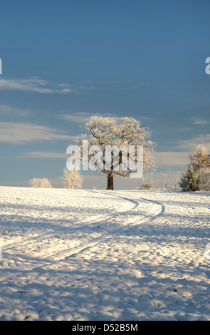 Oak tree in winter snow with blue sky Stock Photo