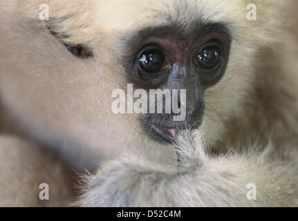 (FILE) - A picture dated 05 July 2010 shows gibbon-baby Walli, that was born in the zoo in Schwerin and was cast out by its mother, cleaning itself in Schwerin, Germany. The small ape celebrates its first birthday on 07 November 2010. The Zoo is the only place in Germany, where the endangered Pileated Gibbons (Hylobates pileatus) are bred. Photo: Jens Buettner Stock Photo