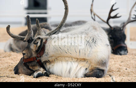 Reindeers lie at the Hamburger Bahnhof - Museum for Contemporary Art in Berlin, Germany, 03 November 2010. At the exhibition 'Soma', that is concerned with a potion of the same name, visitors can spend a night at the museum between reindeers and other animals, for a 1000 euro entrance fee. Photo: Tobias Kleinschmidt Stock Photo