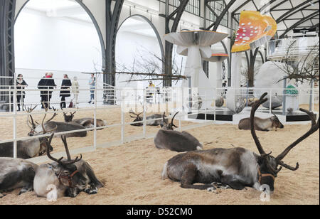 Reindeers lie at the Hamburger Bahnhof - Museum for Contemporary Art in Berlin, Germany, 03 November 2010. At the exhibition 'Soma', that is concerned with a potion of the same name, visitors can spend a night at the museum between reindeers and other animals, for a 1000 euro entrance fee. Photo: Tobias Kleinschmidt Stock Photo