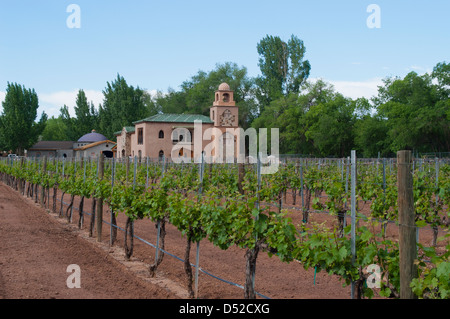 Rows and rows of immature grapevines are green with new growth at the Casa Rondena winery in Albuquerque, New Mexico. Stock Photo