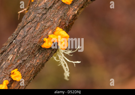 Common Jellyspot Fungus Stock Photo