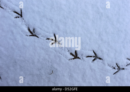 Wood Pigeon (Columba palumbus) Stock Photo