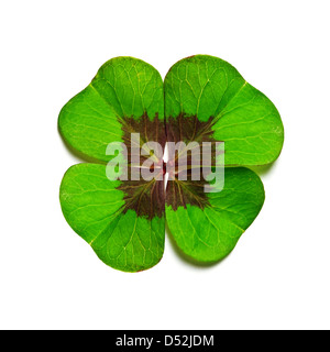 green clover isolated on white Stock Photo
