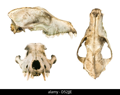 dog scull isolated on white Stock Photo