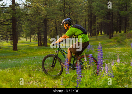 Hispanic man riding mountain bike in meadow Stock Photo