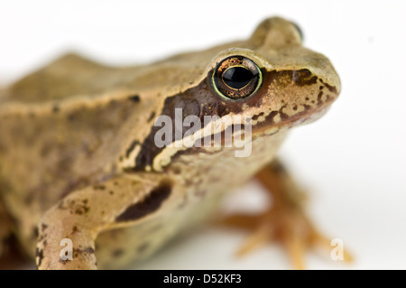 frog isolated on white background Stock Photo