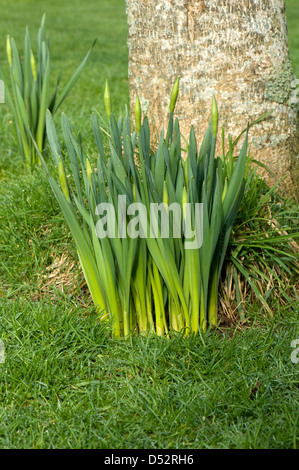 Daffodils, Narcissus sp., in early leaf and bud in late winter Stock Photo