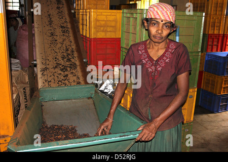 Tea Factory Worker, Sri Lanka Stock Photo