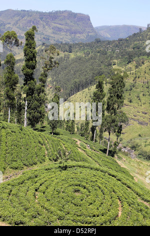 Circular Pattern In Tea Bushes, Sri Lankan Tea Plantation Stock Photo