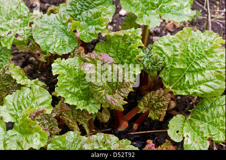Young rhubarb shoots in late winter as plant emerges from dormancy Stock Photo
