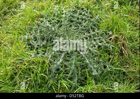 Strong spear thistle, Cirsium vulgare, leaf rosette in grass pastureland Stock Photo