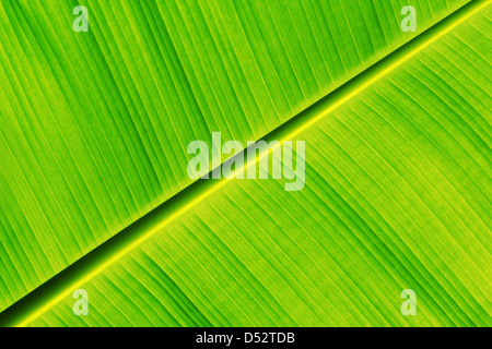 Fresh banana leaf as a nice nature background Stock Photo