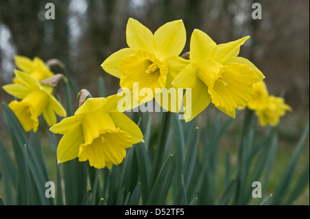 A wild Tenby daffodil, Narcissus obvallaris, in flower Stock Photo