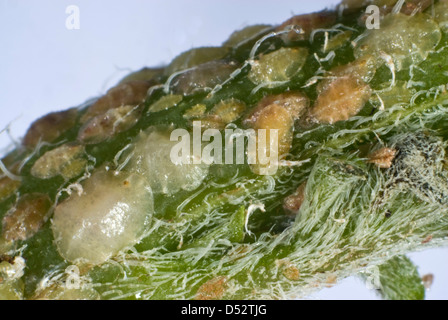 Various stages of hemispherical scale insect, Saissetia coffeae Stock Photo