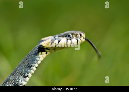 snake portrait on green grass background Stock Photo