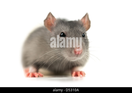 grey rat isolated on white Stock Photo