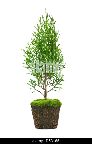 thuja with dirt isolated on white Stock Photo