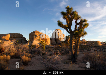 Joshua Tree (Yucca brevifolia) & large granite rock formations in the Joshua Tree National Park, California, USA in January Stock Photo