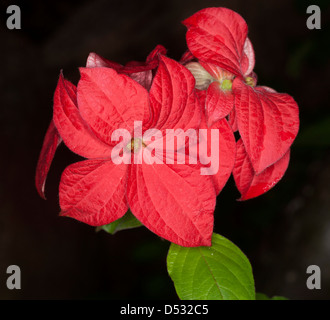 Cluster of gaudy red bracts and bright green leaves of Mussaenda 'Capricorn Dream' against a black background Stock Photo