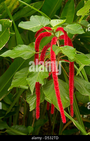 Bright red catkin flowers and foliage of Acalypha hispida - red hot cat's tail / chenille plant Stock Photo
