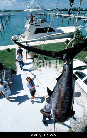 Blue marlin being weighed on scales at the Oceanside Marina: Key West, Florida Stock Photo