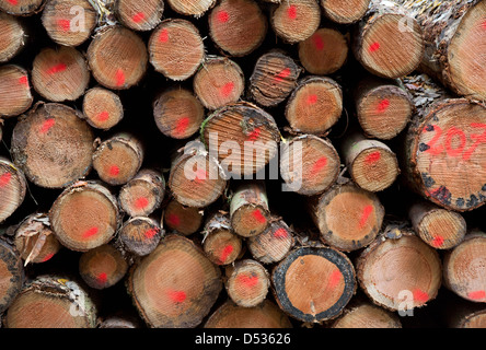 Trier, Germany, stacked tree trunks along the trail on the Eifelsteig Stock Photo