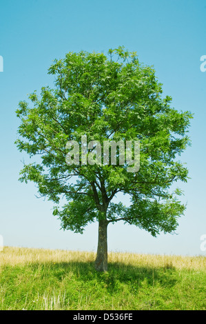 Green field and tree with blue sky and clouds Stock Photo - Alamy