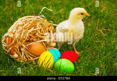 Small baby chickens with colorful Easter eggs outdoors on a sunny day Stock Photo