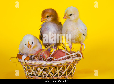 Small baby chickens with Easter eggs against yellow background Stock Photo